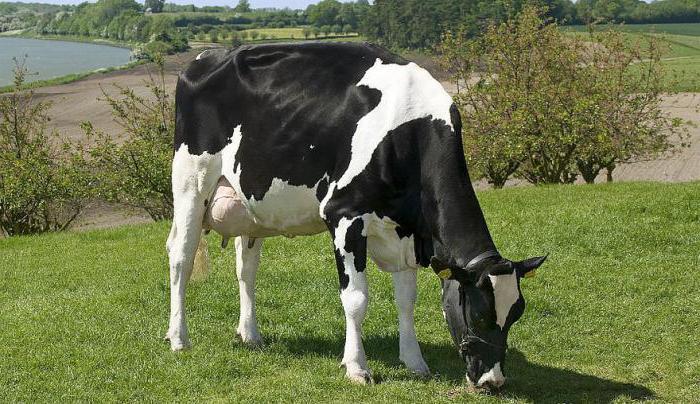 هولشتاين تولد من الأبقار: مميزة. الأبقار الحلوب