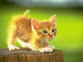 كيفية إعتاق قطة صغيرة على الخراء في المكان الخطأ - الممارسة تبدأ بالنظرية