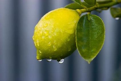 كيفية زراعة شجرة الليمون في المنزل