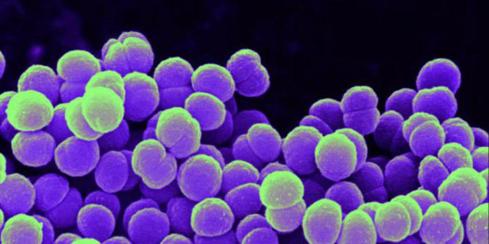 كيف تتكاثر البكتيريا: بواسطة الجراثيم أو الانقسام؟