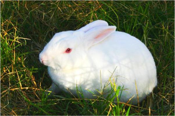 الأرانب: أمراضهم وعلاجهم، والوقاية من الأمراض
