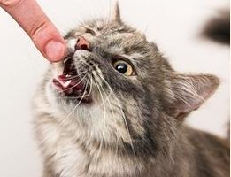 Urolithiasis في قطة - الأعراض والعلاج